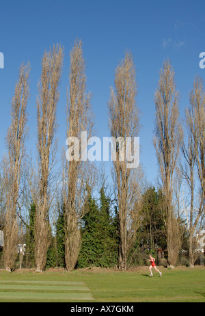 Line of Lombardy Poplar trees against blue sky, with air borne jogger running at edge of sports field below, Cheam, south London Stock Photo