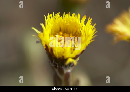 Colt's foot Tussilago farfara flowers Stock Photo