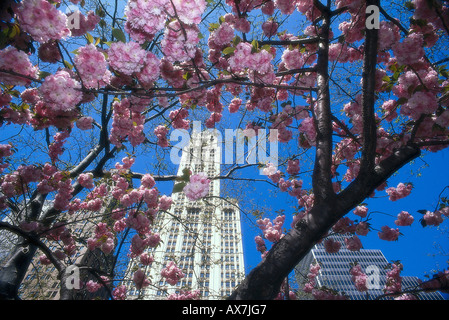 Cherry blossom, Woolworth Building, New York City, USA Stock Photo