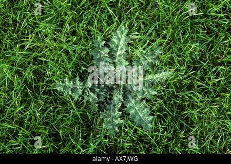 Spear thistle Cirsium vulgare plant rosette in ryegrass ley Stock Photo