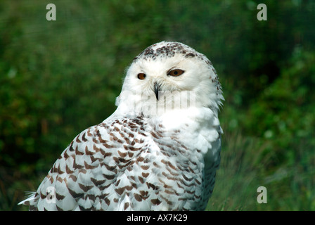 Snowy owl Highland Wildlife Park Kincraig Kingussie Scotland Stock Photo