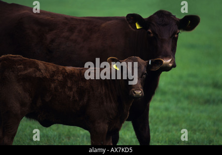 red poll dairy cattle on the bayfield hall estate, north norfolk ...