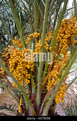 Bunches of dates growing on a palm tree. Dates are covered ...