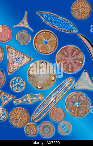 A selection of diatom species showing variety in shape and detail, darkfield blue background photomicrograph Stock Photo