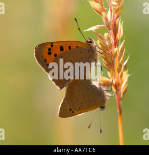 small copper butterflies mating on a grass seedhead lycaena phlaeas Stock Photo