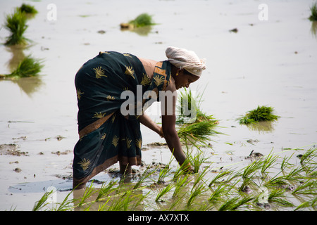 Woman planting rice plants in a paddy field, Tamil Nadu, India Stock Photo