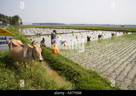 Women planting rice plants in a paddy field, Tamil Nadu, India Stock Photo