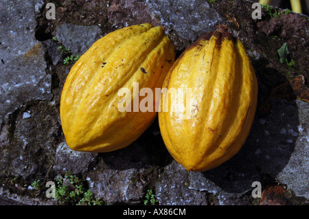 two cacao pods Stock Photo