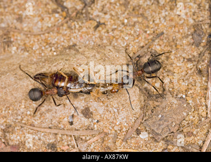 Wood ants Formica rufa moving dead earwig Stock Photo
