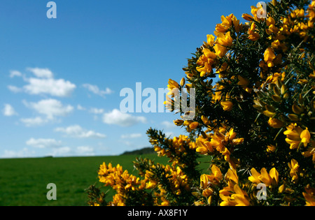 Bright yellow spring gorse, ulex europaeus, flowers bloom on a bush on the South Downs near Alfriston in East Sussex England Stock Photo