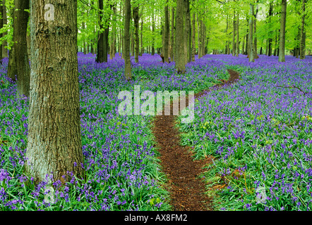 Path through Bluebell Wood Bucks UK April Stock Photo