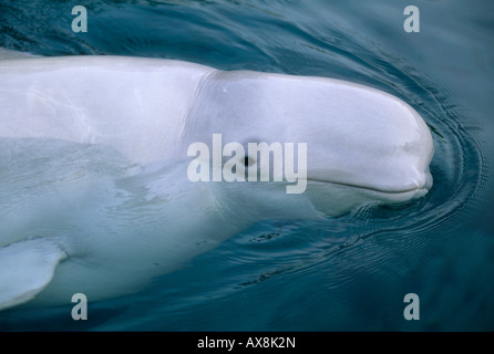 Beluga Whale (Delphinapterus leucas) CAPTIVE Vancouver Aquarium