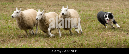 Border Collie rounding up sheep at the Cobble Hill Fall Fair, Cowichan Valley, British Columbia, Canada Stock Photo