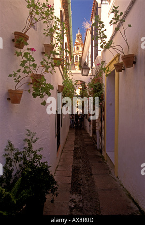 Street of the Flowers Calle de las Flores in the Juderia Old Jewish Quarter Cordoba Cordoba Province Spain Europe Stock Photo