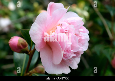 CAMELLIA BONNIE MARIE Stock Photo