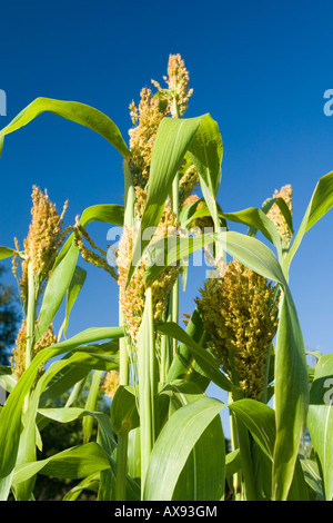 Sorghum bicolor grain crop Stock Photo