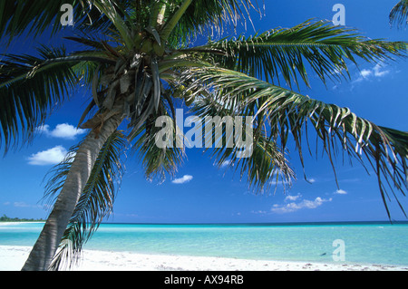 Palm beach with palm tree, Carribean coast south of Tulum, Quintana Roo, Yucatán peninsula, Mexico Stock Photo