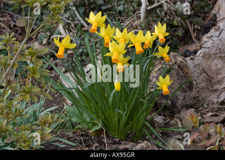 narcissus jetfire in a garden setting Stock Photo