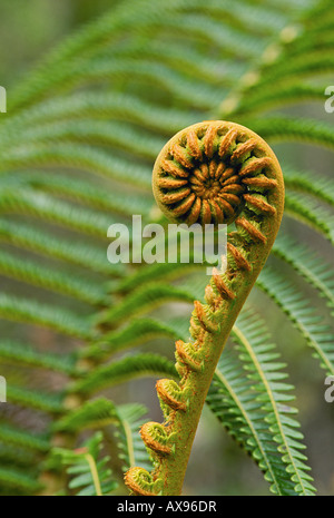 Amaumau fern Sadleria cyatheoides a tree fern endemic to Hawaii Stock Photo