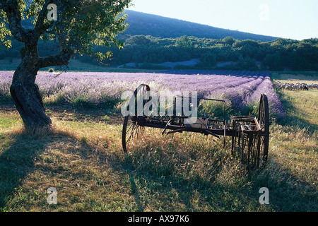Heuwender vor Lavendelfeld, Alpes de Haute Provence, Provence, Frankreich Stock Photo