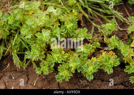 Parsley piert, aphanes arvensis Stock Photo