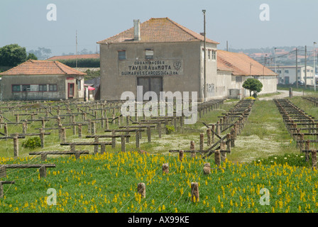 drying cod beds in portugal Stock Photo
