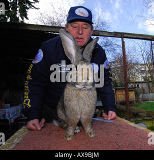 German rabbit breeder Karl Szmolinsky with one of his giant rabbits Stock Photo