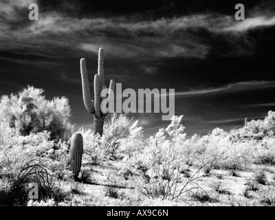 Desert Landscape in Infrared Stock Photo