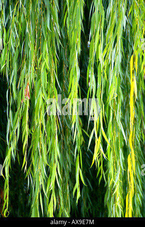 Weeping willow tree, green branches bend low over a smooth surface of a ...