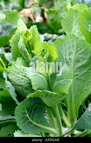THE REGROWTH FROM WINTER CABBAGE VARIETY TUNDRA F1 SHOWN HERE MAKE EXCELLENT SPRING GREENS Stock Photo