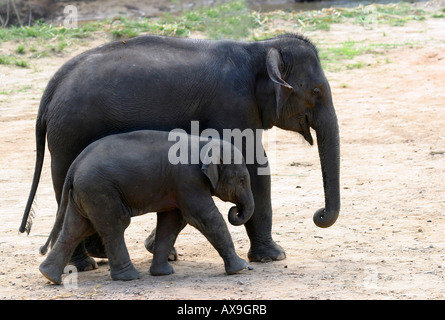 Baby Indian elephant at Elephant training camp chiang dao near Chiang Mai Thailand Oct 2005 Stock Photo