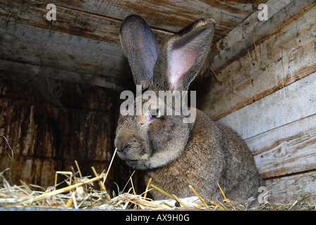 German Grey Giant rabbit in hutch Stock Photo