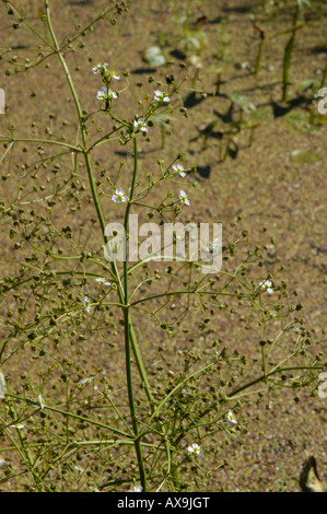 Water plantain, Alisma plantago-aquatica Stock Photo
