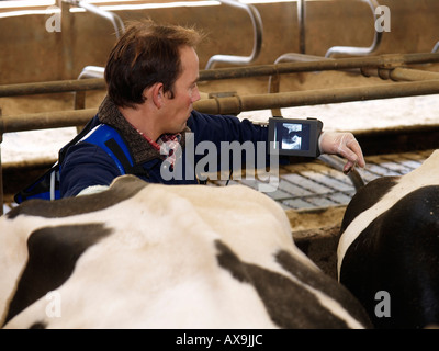 Veterinarian using portable ultrasound ultrasonic echo machine on cow to check pregnancy gestation progress Stock Photo