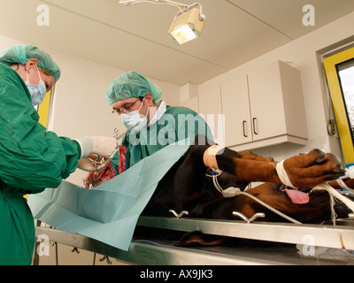veterinarians veterinary surgeons operating on a doberman pinscher dog with inflamed uterus the Netherlands Stock Photo
