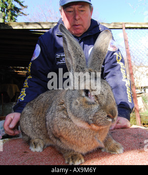 German rabbit breeder Karl Szmolinsky with one of his giant rabbits Stock Photo