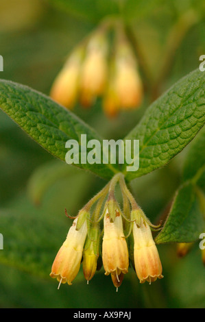 Symphytum officinale. Flowering Common Comfrey,also known as  Knitbone Stock Photo