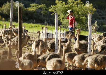 Farm worker with ostriches near Oudtshoorn, Western Cape, South Africa, Africa Stock Photo