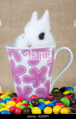white bunny in the cup and chocolate eggs Stock Photo