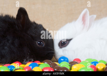 two bunny and chocolate eggs Stock Photo