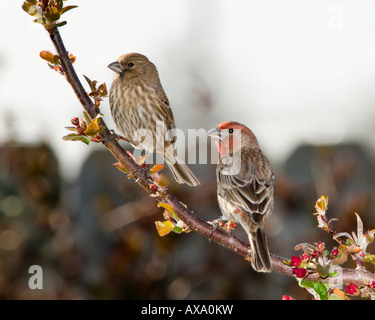 House Finches,  Carpodacus mexicanus,  male and female, perch on a budding crabapple tree in the spring. Oklahoma, USA. Stock Photo