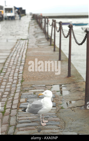 Seagull in Folkestone harbour, Kent, England Stock Photo