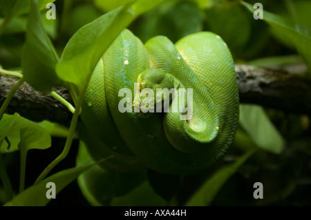 A Green tree python coiled on a branch. Stock Photo