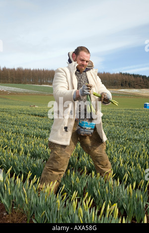 Commercial flowers; migrant Daffodil picker, picking and harvesting spring daffodil blooms in Scottish farm field Montrose Basin, Aberdeenshire, UK Stock Photo