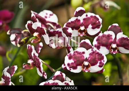 White and purple orchids on display at the San Diego Wild Animal Park. Stock Photo