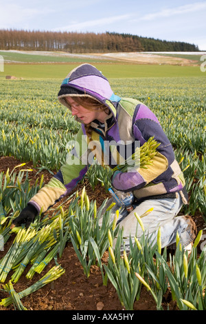 Felicity (MR) European commercial Daffodil picker, picking and harvesting field of blooms at Scottish Farm, Montrose Basin, Aberdeenshire, Scotland UK Stock Photo