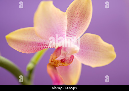 A close up of a single pale lilac and lemon coloured Moth Orchid flower (Phalaenopsis) against a purple background Stock Photo