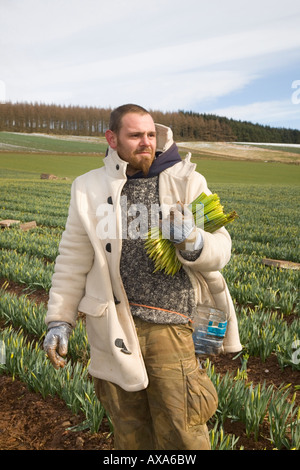 Commercial flowers; migrant Daffodil picker, picking and harvesting spring daffodil blooms in Scottish farm field Montrose Basin, Aberdeenshire, UK Stock Photo