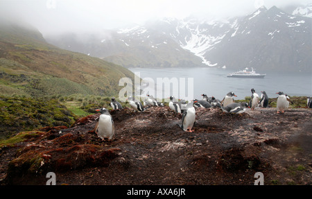 Gentoo penguins sitting on nests, on a rocky cliff, overlooking the ocean with snowy peaks in background Stock Photo
