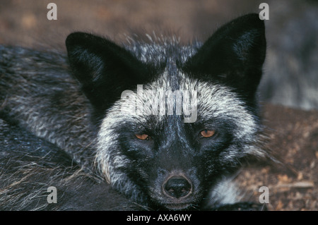 Renard roux argent assis en hiver Silver phase of red fox sitting vulpes Ambiance Vulpes zoology Adult Adults America American a Stock Photo